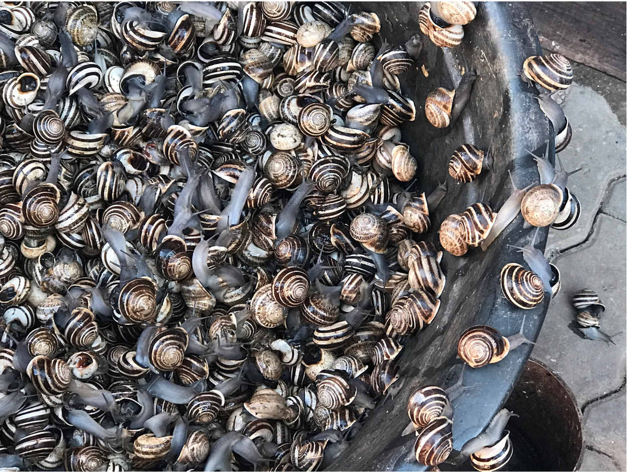 Snails: streetfood in Marrakech